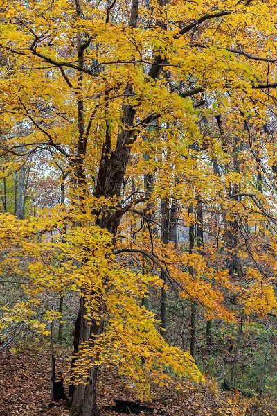 Day, Richard and Susan 아티스트의 Fall color at Stephen A-Forbes State Park-Marion County-Illinois작품입니다.